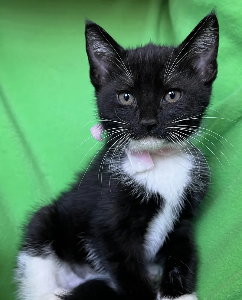 A baby medium-sized female Tuxedo cat named Qtip for adoption in Hood RIver, OR
