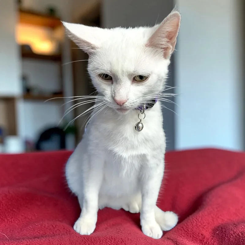 Winterely thumbnail 4