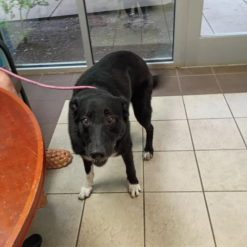 An adult large-sized male Black Mixed Breed dog named Strayhilliardavenue for adoption in Columbus, GA