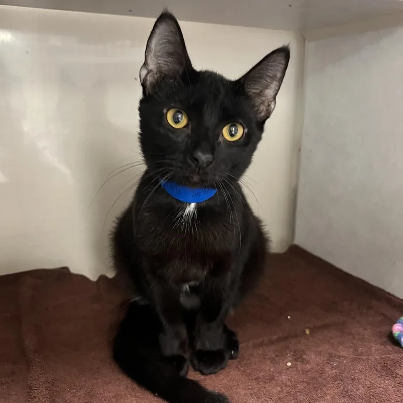 An adult medium-sized male Domestic Short Hair cat named Diesel for adoption in Fairport, NY