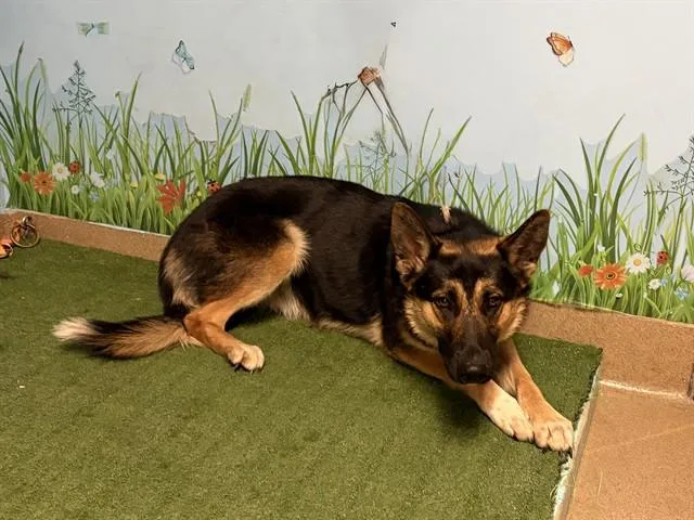 A young large-sized female German Shepherd Dog dog named Sadie for adoption in Lancaster, CA
