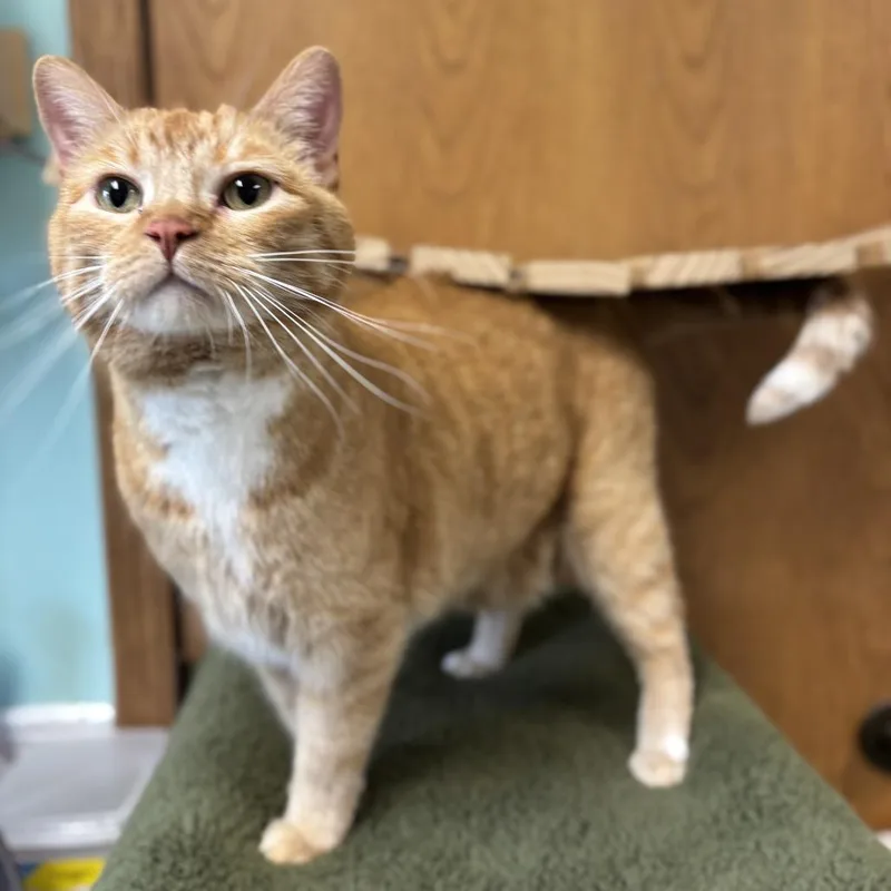 An adult extra large-sized male Orange / Red Domestic Short Hair cat named Leroy for adoption in Fargo, ND