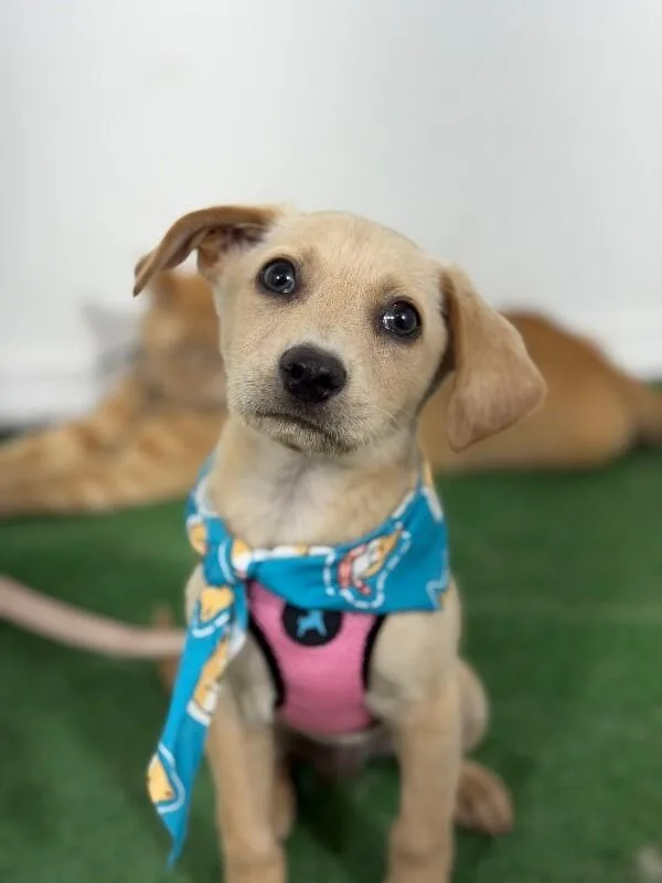 A baby small-sized male Yellow / Tan / Blond / Fawn Chihuahua dog named Dopey for adoption in Carlsbad, CA