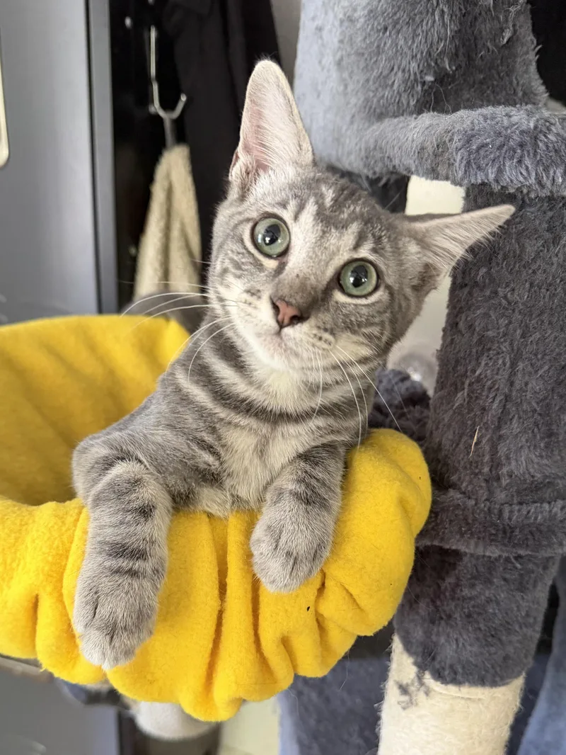 A baby small-sized male Domestic Short Hair cat named Syrus for adoption in Fort Worth, TX