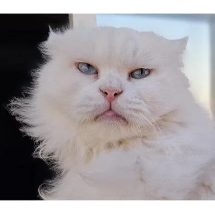An adult medium-sized female Domestic Long Hair cat named Mimi Katter for adoption in Hudson, MA