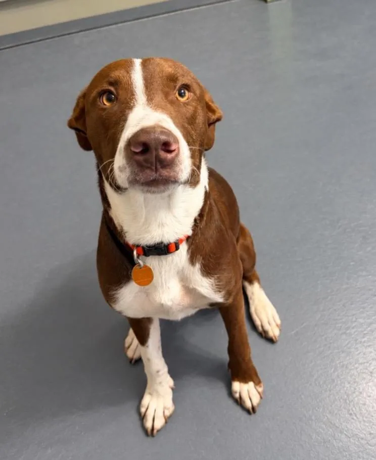 A baby medium-sized male Mixed Breed dog named Moose for adoption in Crocker, MO