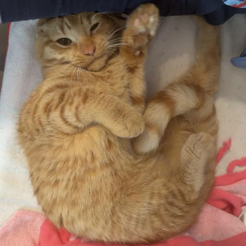 A young medium-sized male Orange / Red Domestic Short Hair cat named Orange Juice for adoption in Evanston, IL