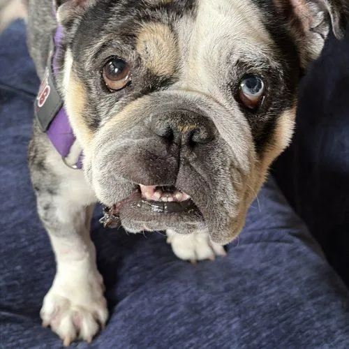 Mochi thumbnail 2