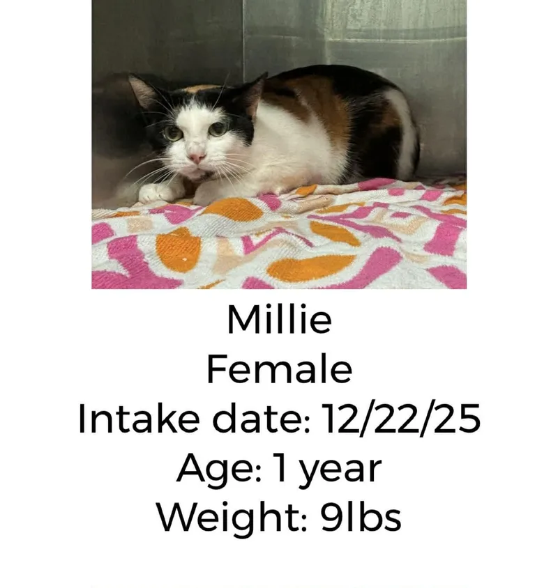 Millie