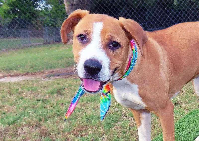 A baby medium-sized female American Foxhound dog named Autumn C for adoption in Rogers, AR