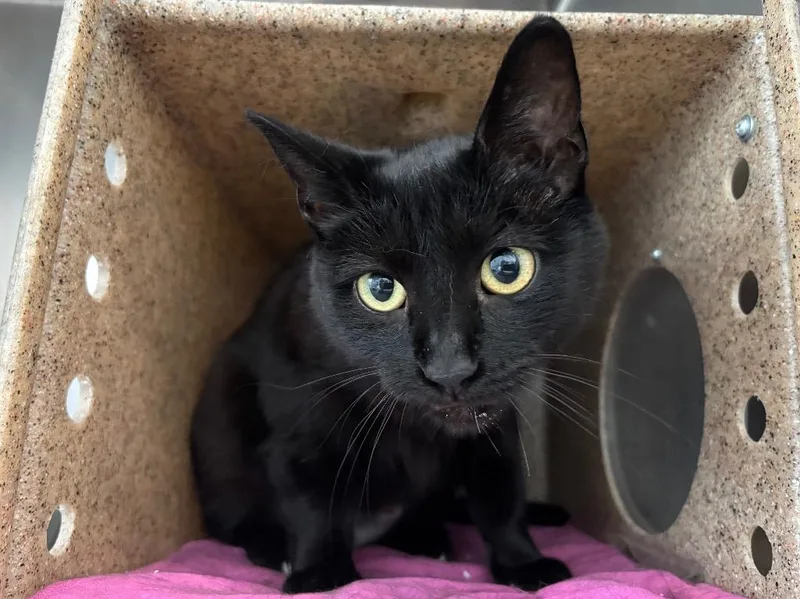 A young small-sized female Domestic Short Hair cat named Maye for adoption in Powell, OH