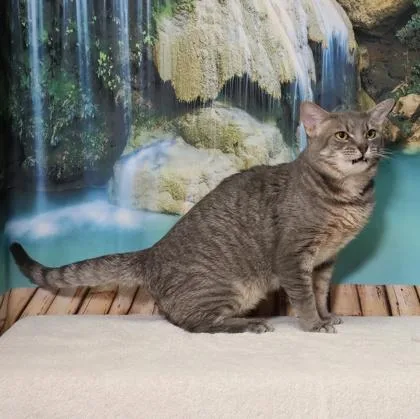 An adult medium-sized male Domestic Short Hair cat named Dawson for adoption in West Chester, PA