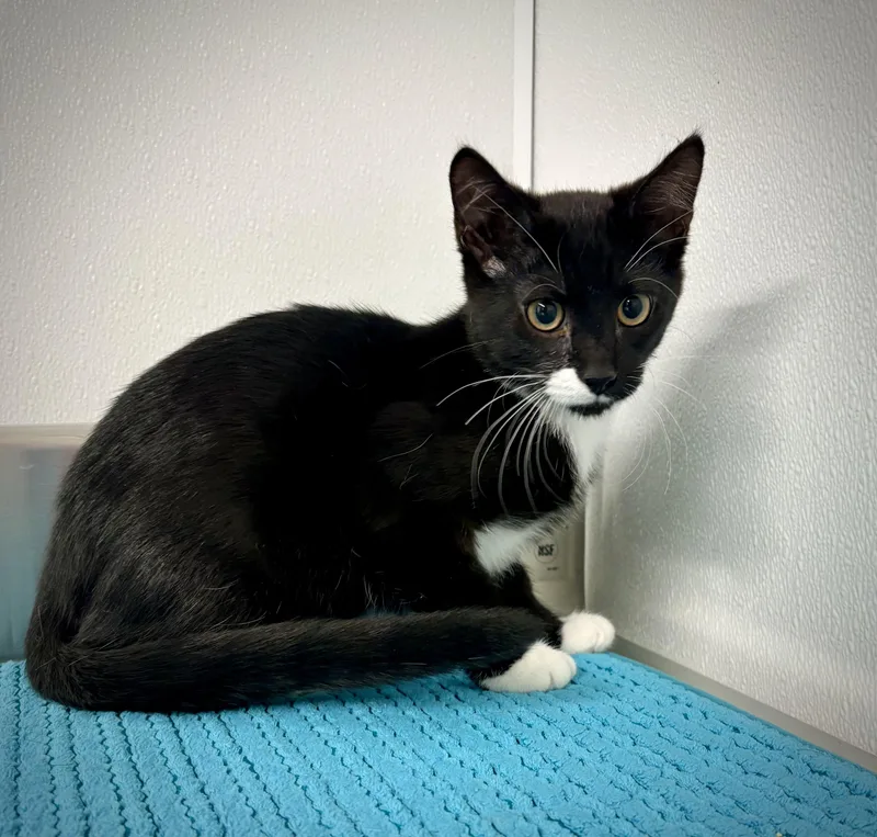 A baby small-sized female Black & White / Tuxedo Domestic Short Hair cat named Gina for adoption in Kalamazoo, MI