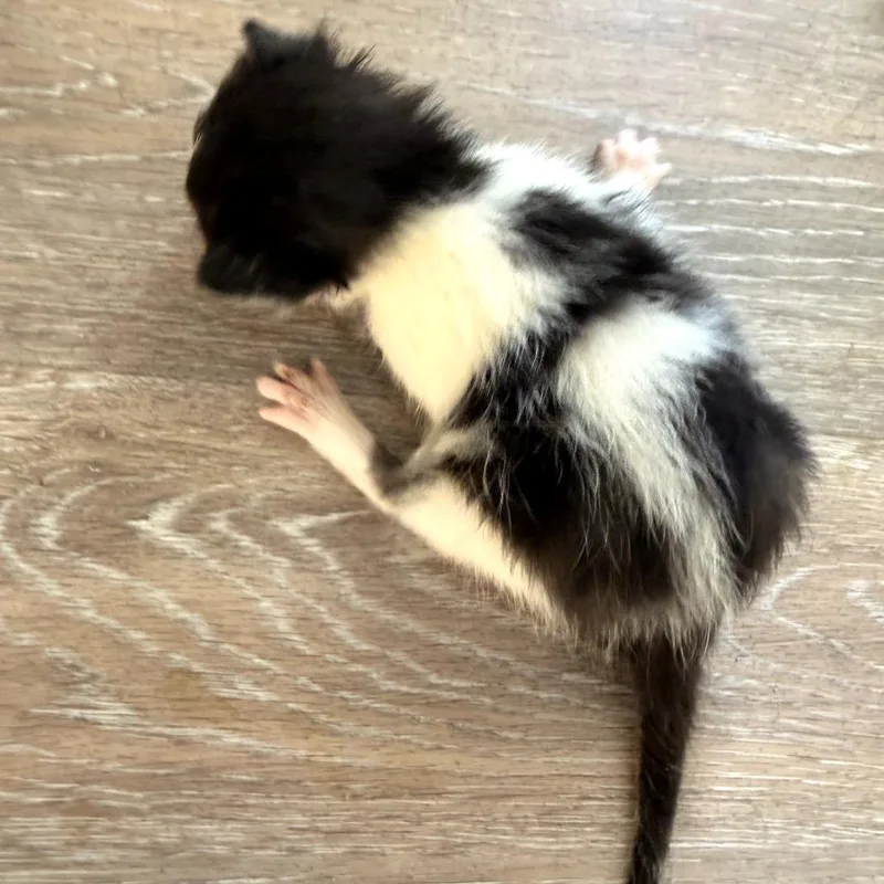 A baby small-sized female White Domestic Short Hair cat named Junebug for adoption in Evensville, TN