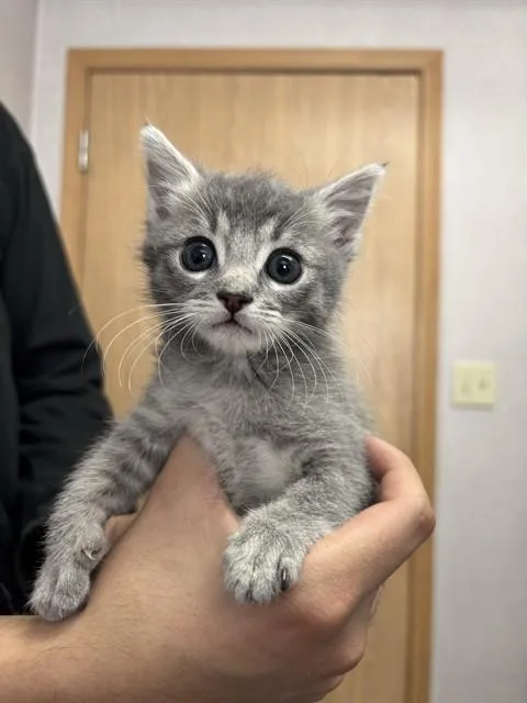 A baby small-sized male Domestic Short Hair cat named Larry for adoption in San Bernardino, CA