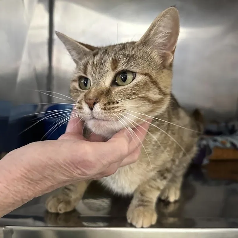 A young medium-sized female Torbie Domestic Short Hair cat named Cinnamon for adoption in Grand Rapids, MI