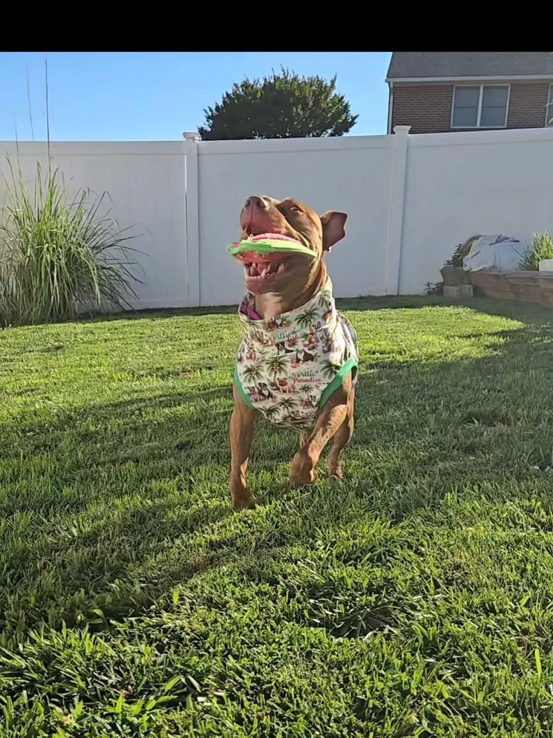 An adult medium-sized female Pit Bull Terrier dog named Mambo for adoption in Essex, MD
