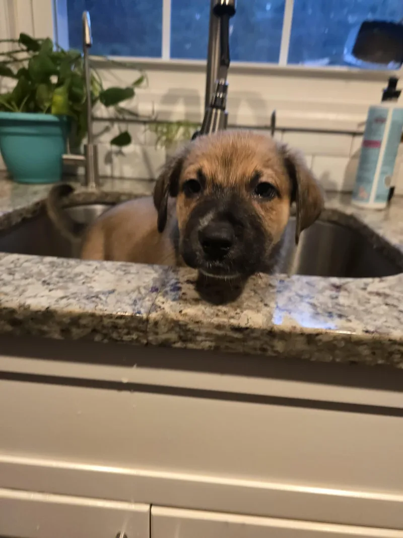 A baby medium-sized male Mixed Breed dog named Jessy for adoption in Holbrook, NY