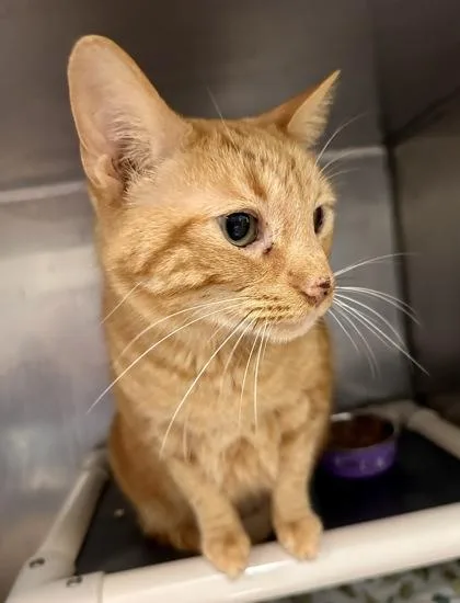 Fluffy Guy thumbnail 2