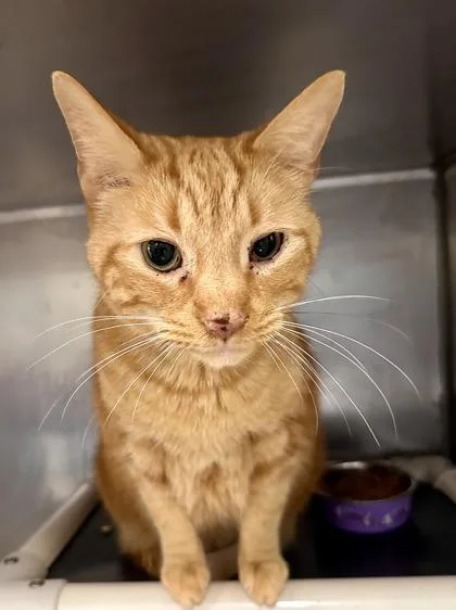 Fluffy Guy thumbnail 3