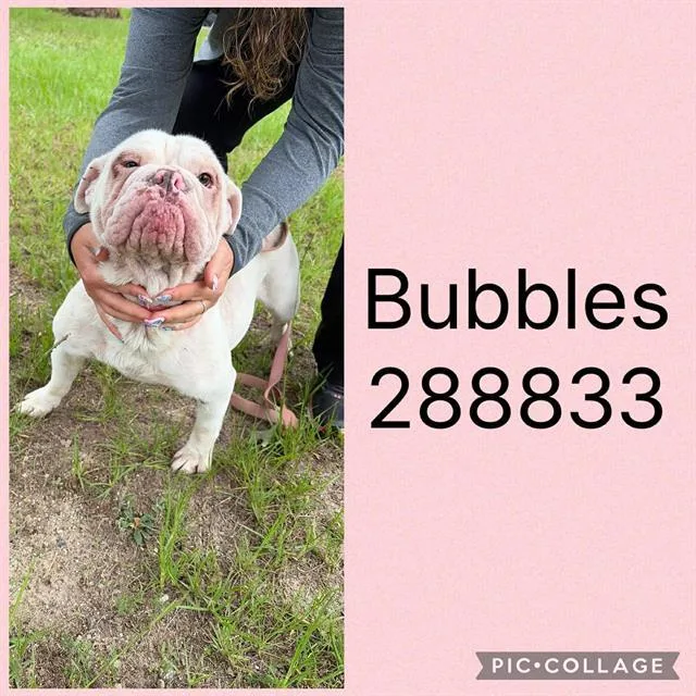 A young medium-sized female American Bulldog dog named Bubbles for adoption in Macon, GA