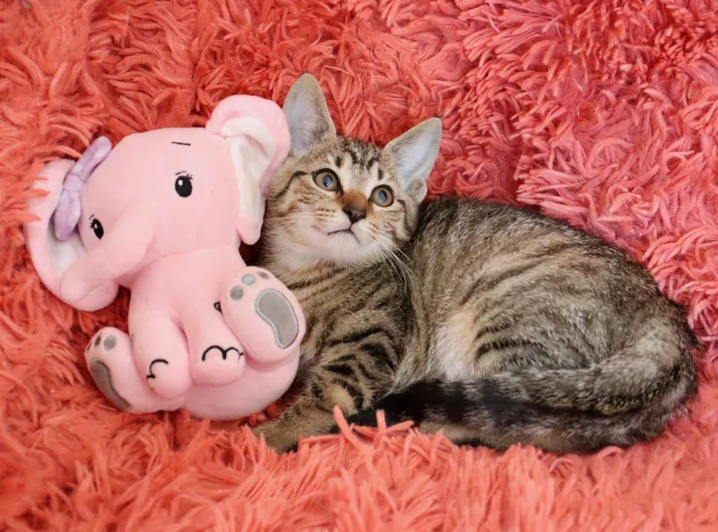 A baby medium-sized female Tabby (Buff / Tan / Fawn) Tabby cat named Mai Tai for adoption in Saint Augustine, FL