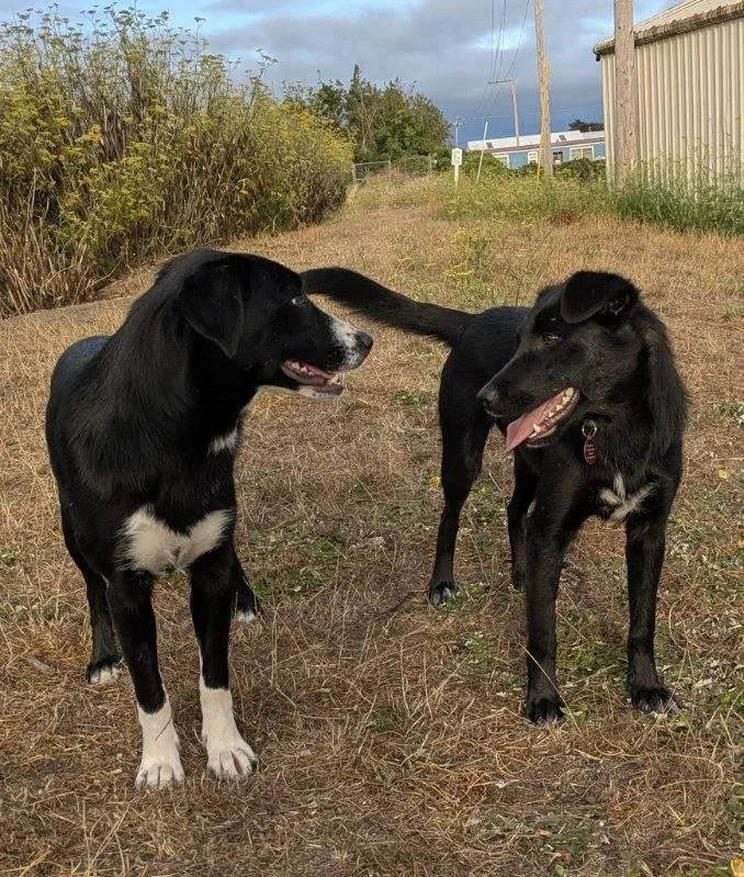 Pippa and Patsy thumbnail 4