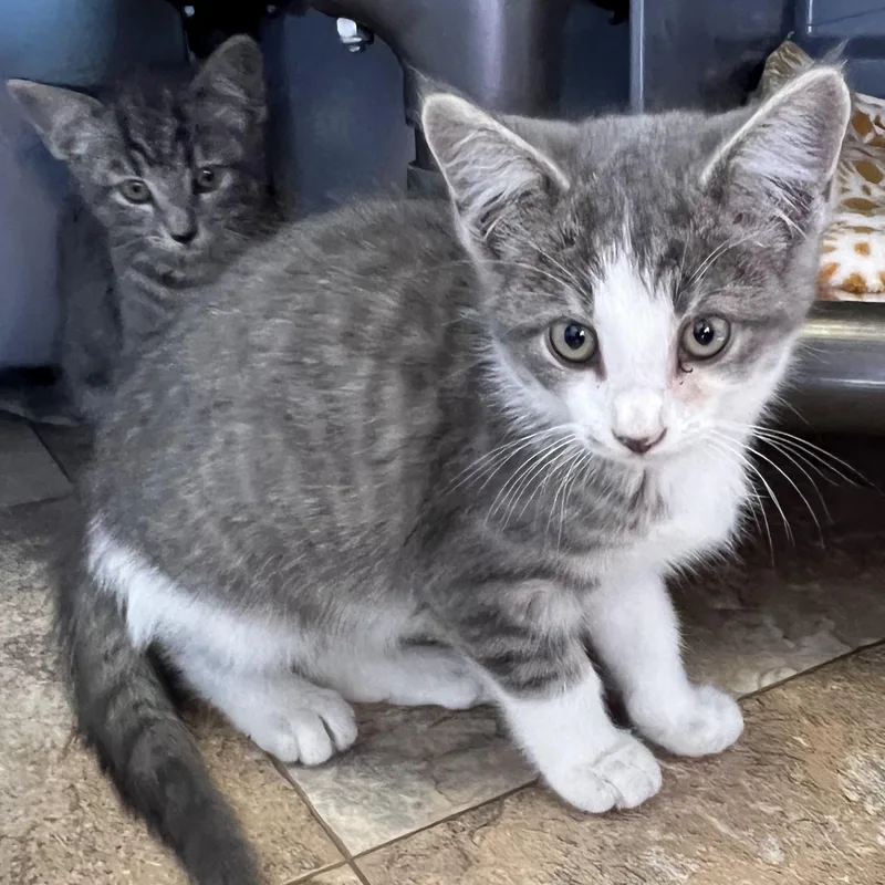A baby medium-sized male Domestic Short Hair cat named Superman for adoption in Saint Marys, WV