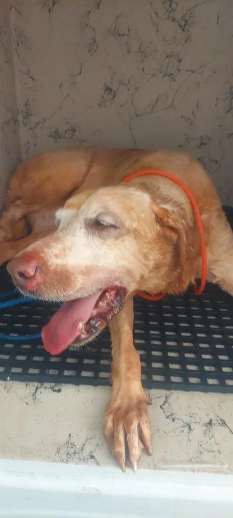 A senior large-sized female Mixed Breed dog named Teddie for adoption in Cartersville , GA