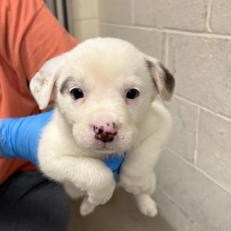 A baby small-sized female White / Cream Mixed Breed dog named Snow White for adoption in East Hanover, NJ