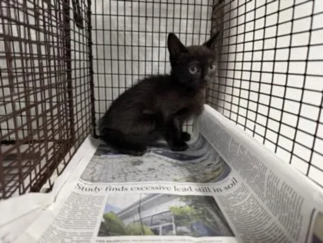 A baby medium-sized male Domestic Short Hair cat named A for adoption in Van Nuys, CA