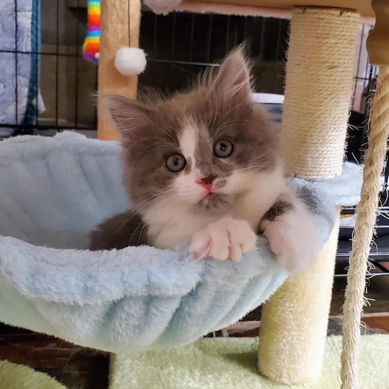 A baby medium-sized female Gray & White Domestic Long Hair cat named Aeolus for adoption in Greensboro, NC
