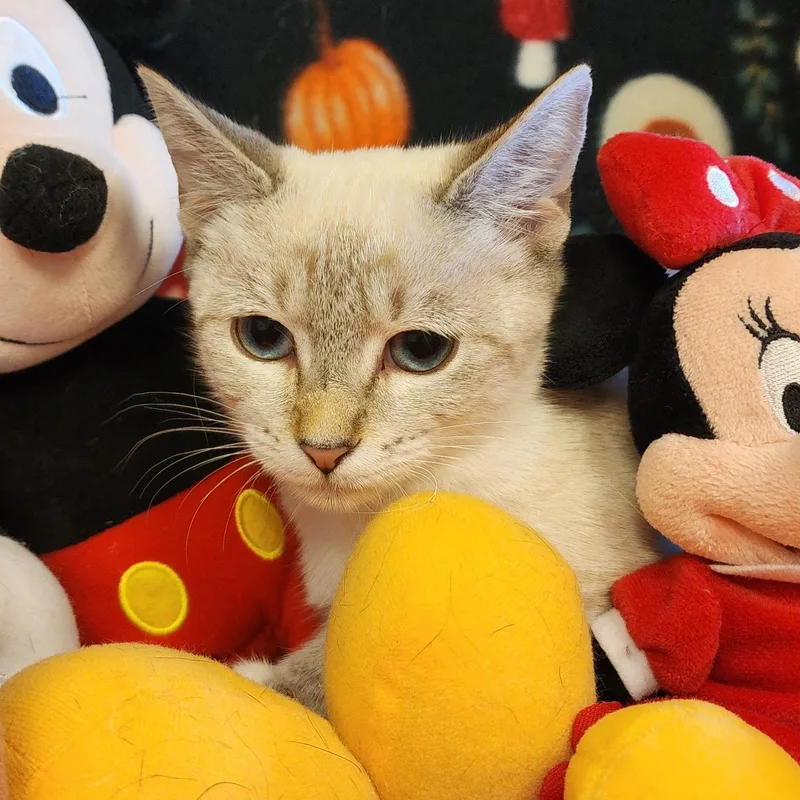 A young medium-sized female Cream / Ivory Siamese cat named Jewel for adoption in ALPINE, TX