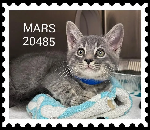 A baby small-sized male Domestic Short Hair cat named Mars for adoption in Marietta, GA