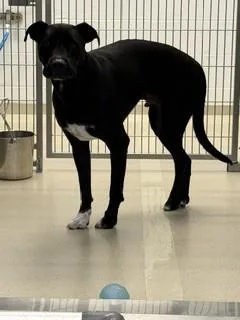 An adult medium-sized male Labrador Retriever dog named Hopper for adoption in Haw River, NC