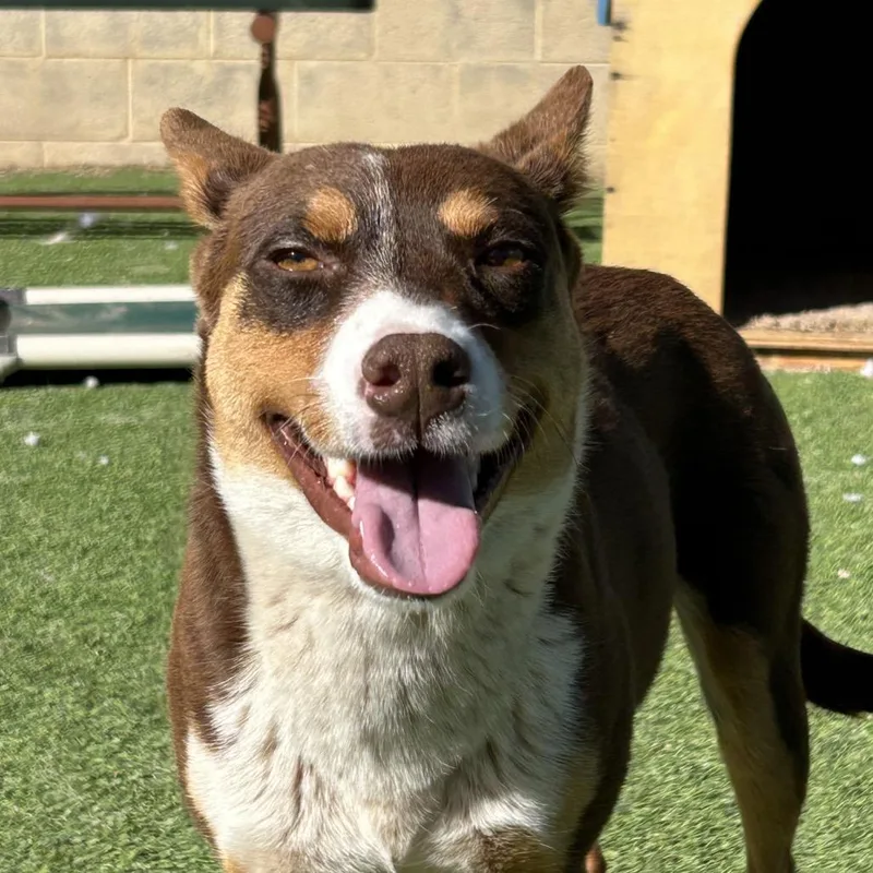 An adult medium-sized female Brown / Chocolate Mixed Breed dog named Amy for adoption in Flagstaff, AZ