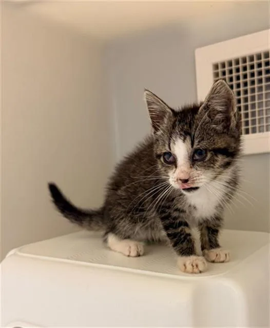 A baby small-sized male Domestic Short Hair cat named Winston for adoption in Statesville, NC