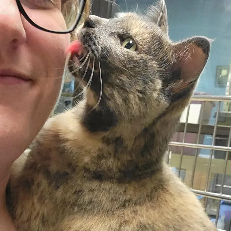 An adult large-sized female Tortoiseshell Domestic Short Hair cat named Acorn for adoption in Columbia, MO