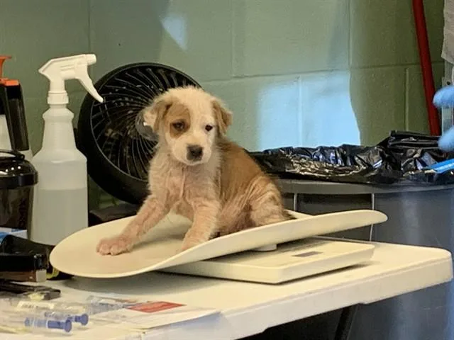 A baby small-sized male American Staffordshire Terrier dog named Moe for adoption in Grand Prairie, TX