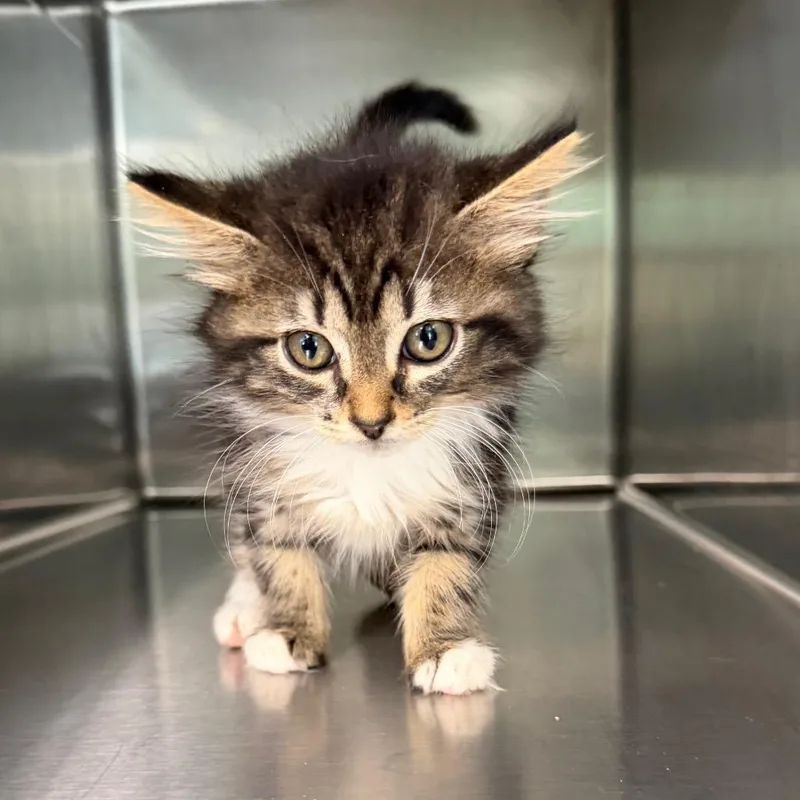 A baby small-sized female Calico Domestic Short Hair cat named Hershey for adoption in Hamilton, GA