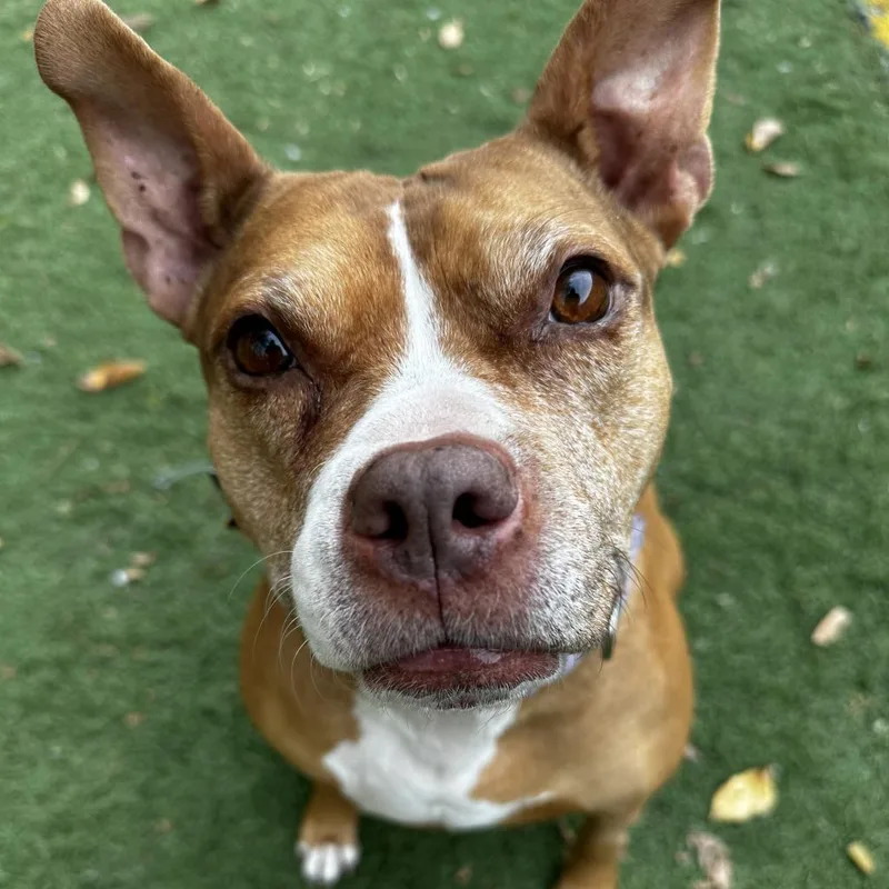 Cranberry thumbnail 2