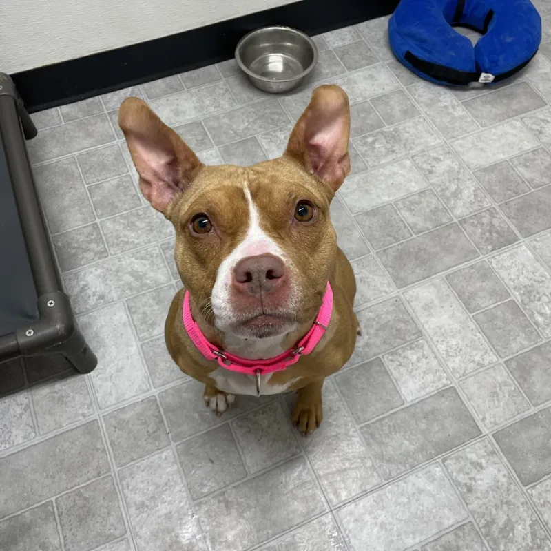 Cranberry thumbnail 3