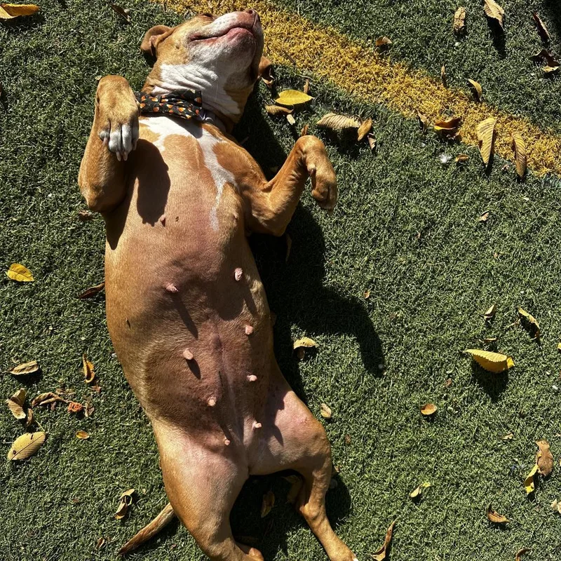 Cranberry thumbnail 4