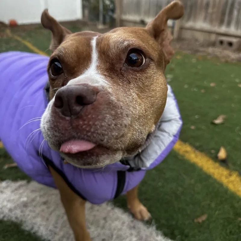 Cranberry thumbnail 5