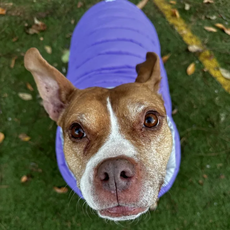 Cranberry thumbnail 6