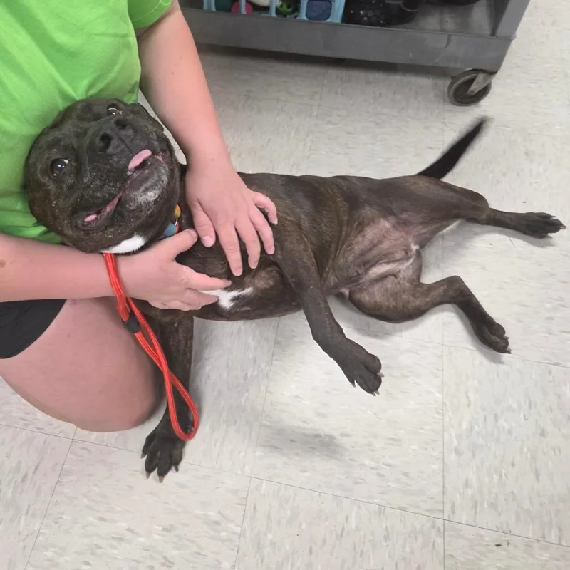 An adult medium-sized female Brindle Mixed Breed dog named Annie for adoption in Binghamton, NY