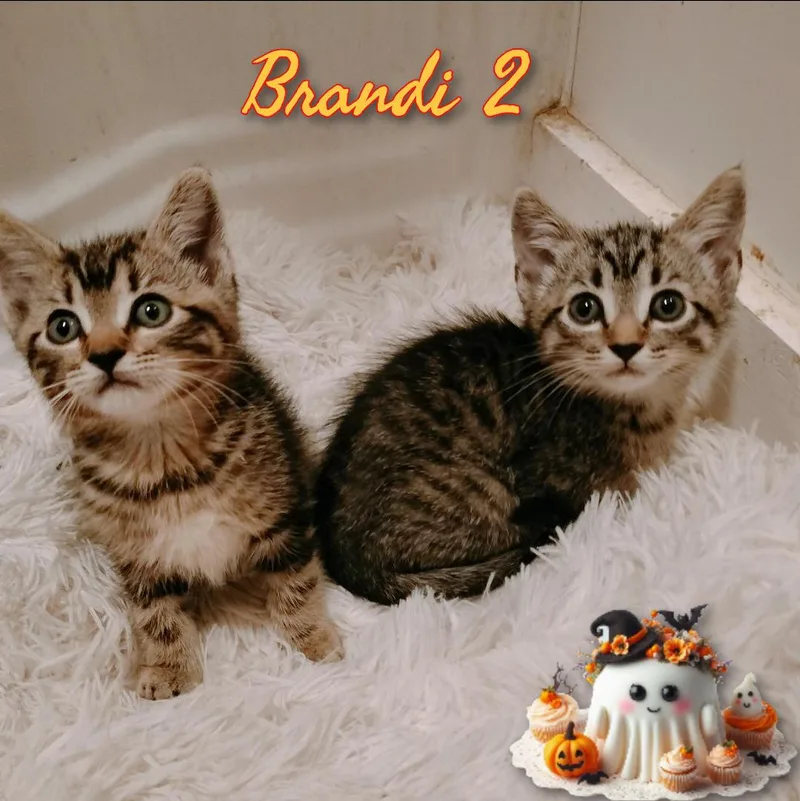 A baby medium-sized male Domestic Short Hair cat named Brandi for adoption in Corinth, NY