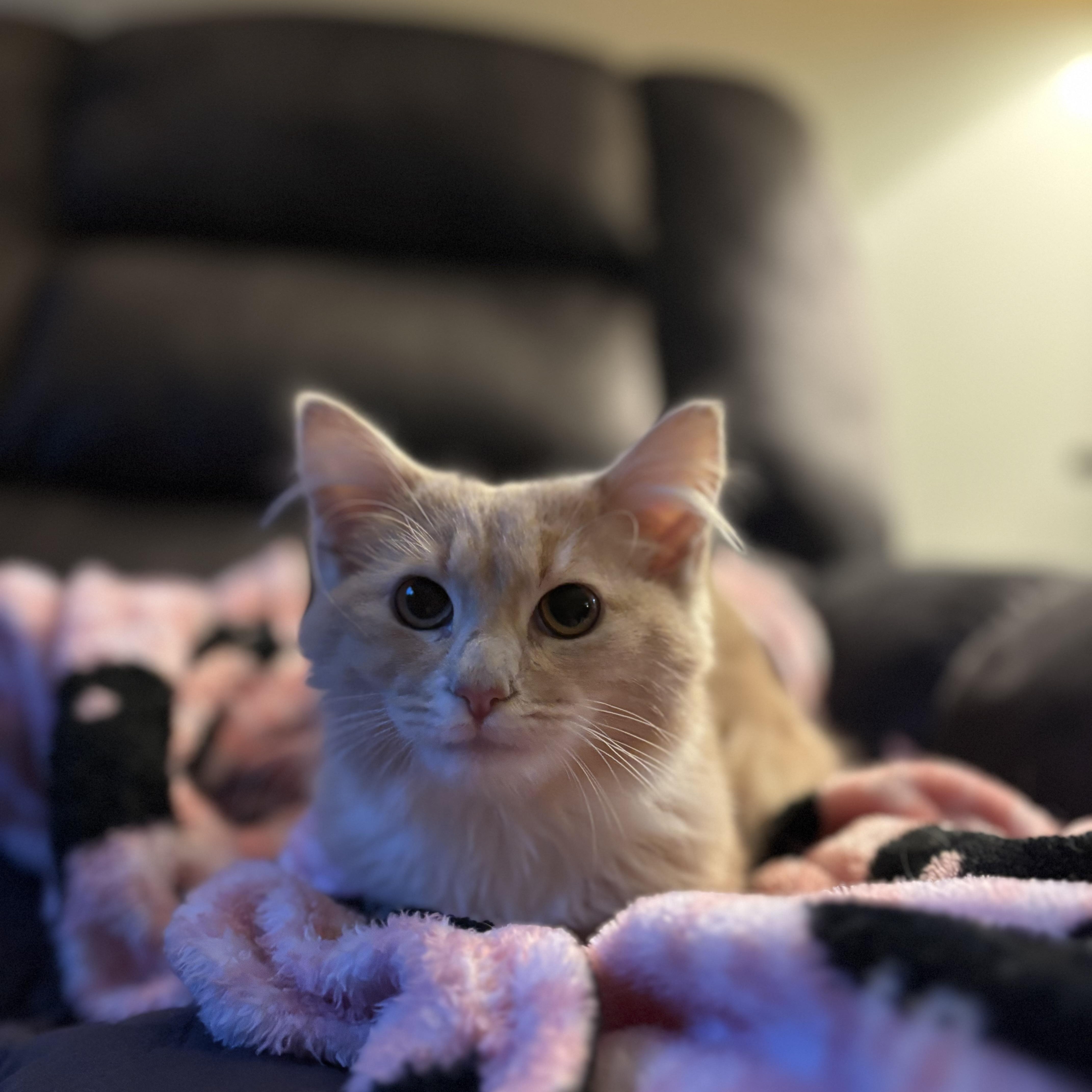 A young medium-sized female Domestic Medium Hair cat named Mango for adoption in Bear, DE