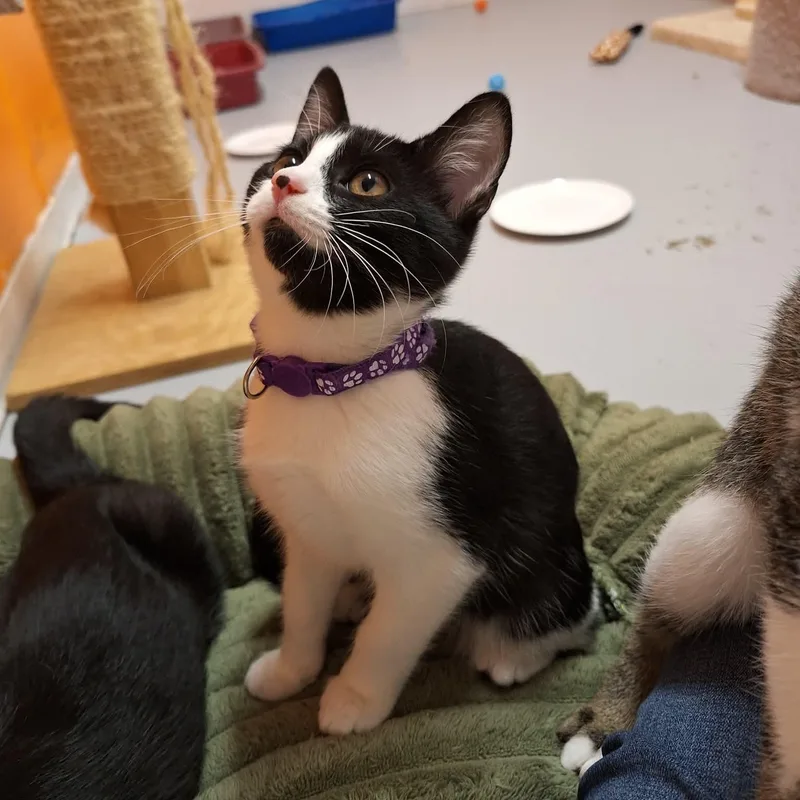 A baby medium-sized female Domestic Short Hair cat named Mochi for adoption in St. Maries, ID
