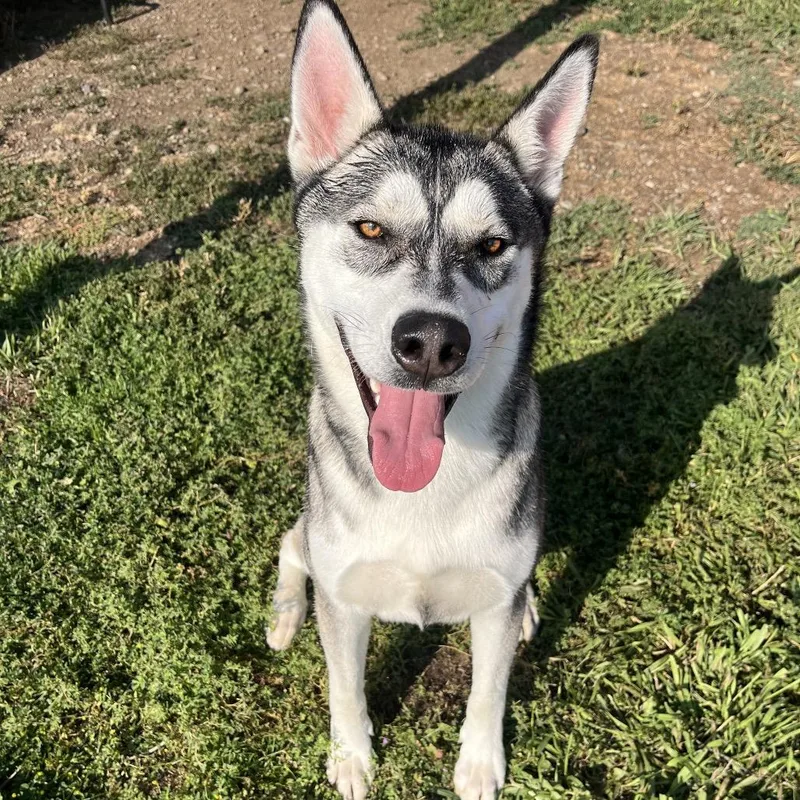 Chucky thumbnail 4